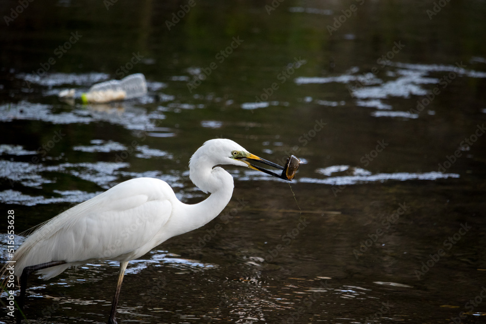 Large egret (eastern great egret) catching a fish (loach) in the river. Large egret (eastern great egret) catching a fish (loach) in the river.