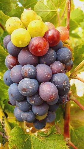 Grapevines in the vineyard.