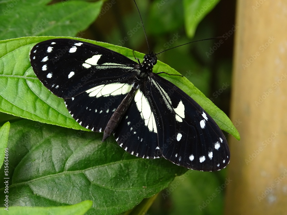 butterfly on leaf butterfly on leaf