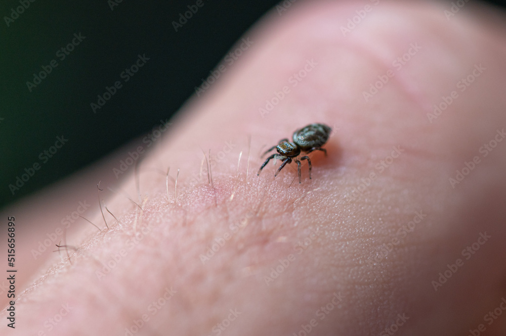 Obraz premium Salticidae - Icius subinermis sur doigt