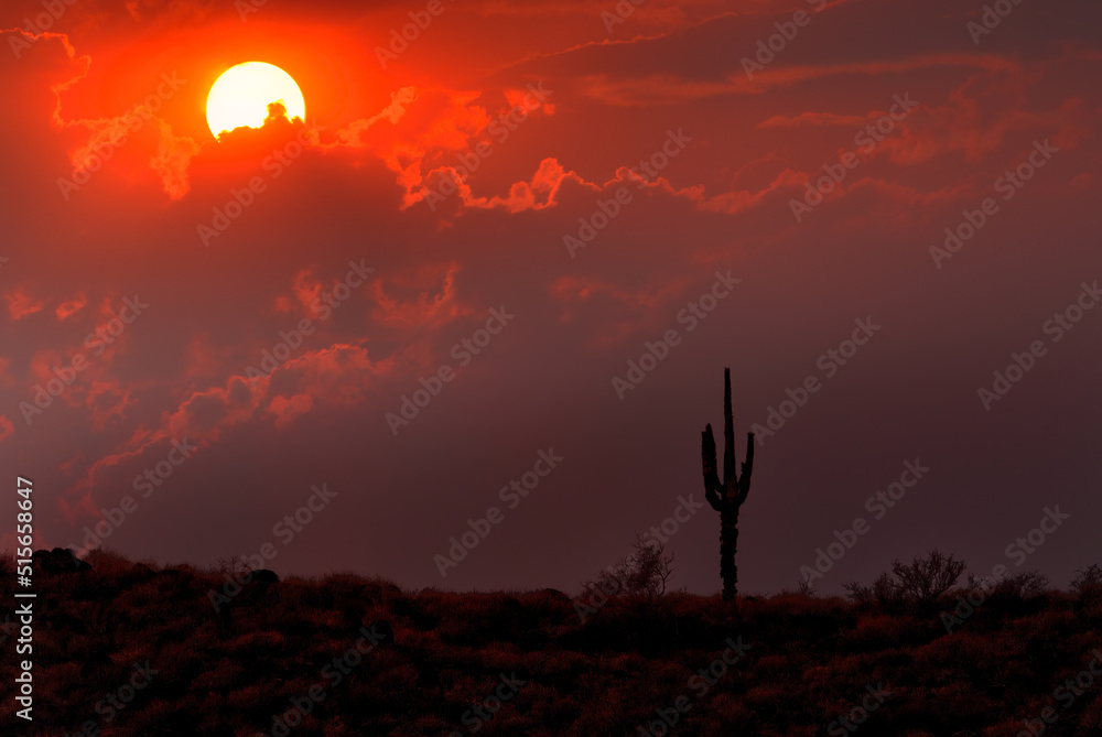 Lonely Saguaro Cactus