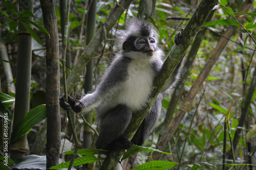 Thomas leaf monkey also known as Thomas Langur or Presbytis thomasi spotted in Bukit Lawang in North Sumatra Indonesia photo