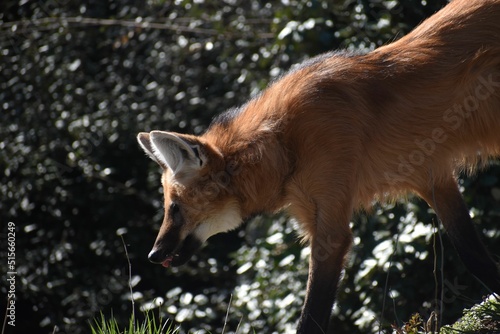 Maned Wolf, Chrysocyon brachyurus outdoors in the forest photo