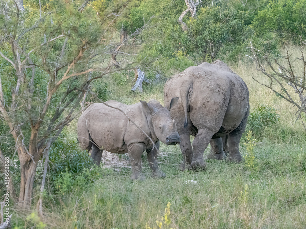 Naklejka premium Baby Rhino Looking back at the Camera with his mom walking away