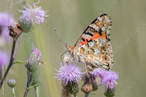 Painted lady butterfly (Vanessa cardui) rests on a thistle blossom.