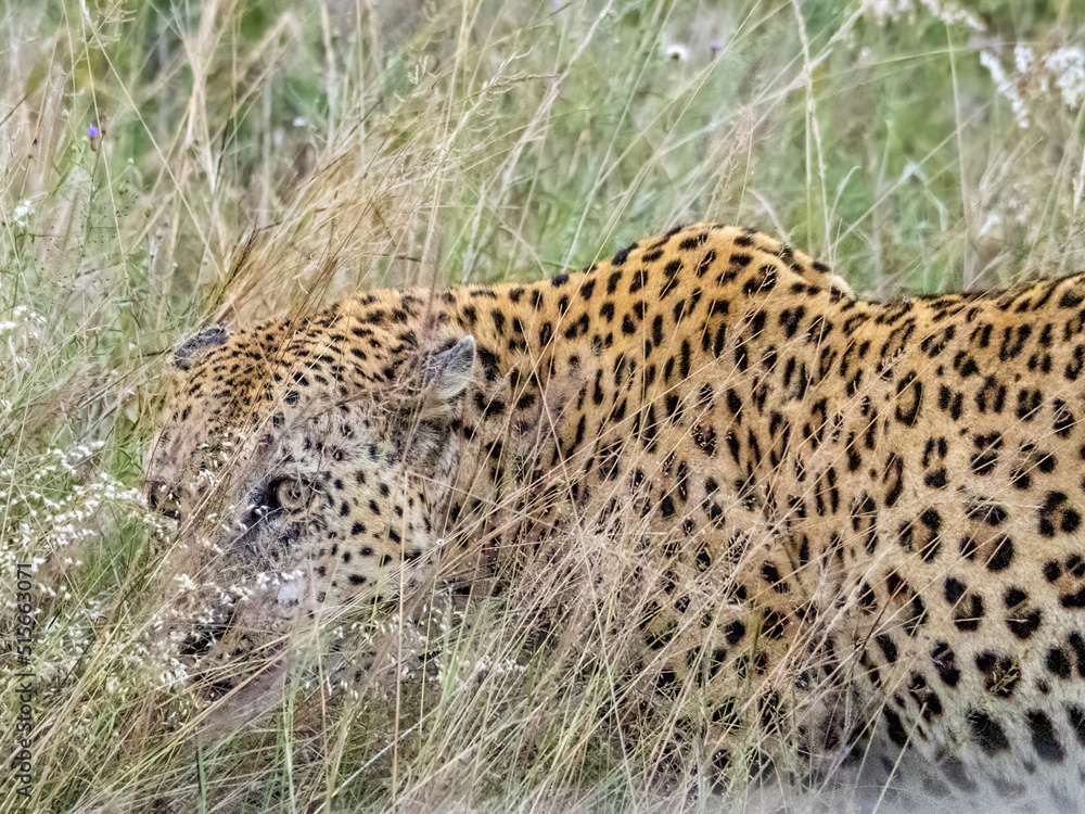 Fototapeta premium Leopard Hiding in the Grass