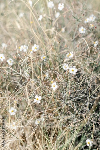 Vertical shot of a Cistus clusii flowers at the Tabernas Desert in Almeria photo