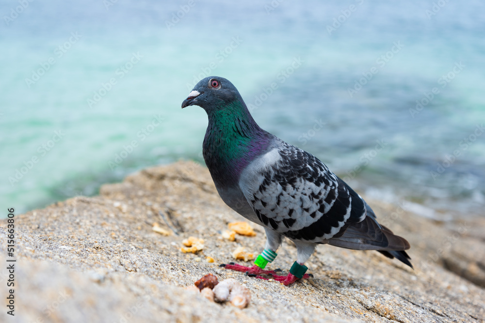 ringed dove on the beach with beautiful plumage looking at the camera ringed dove on the beach with beautiful plumage looking at the camera