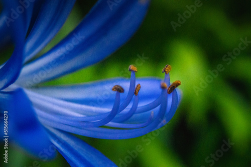 Blue Lily, Agapanthus africanus photo