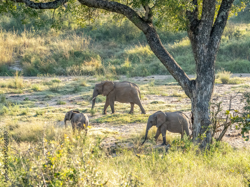 Family of Elephants Walking