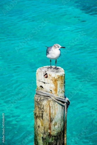 Vertical closeup of a laughing gull, Leucophaeus atricilla standing on the piling. Adult in winter. photo