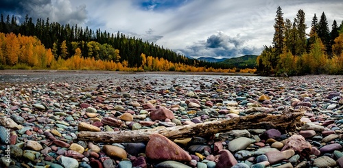 Colorful rocks on the ground against the autumn trees in Flathead National Forest. Montana, USA. photo