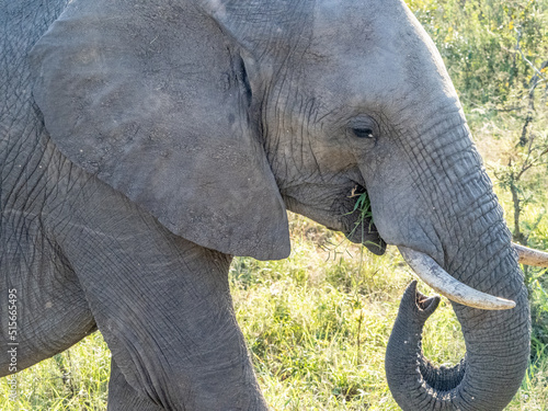 Closeup of Elephant head and ears
