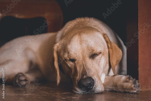 A cute pet Labrador Retriever in deep sleep showing warmth, comfort and the autumn aesthetic mood