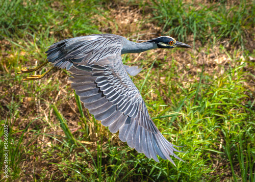 Yellow-crowned Night-Heron flying along Clear Creek in the Shadow Creek Ranch Nature Park in Pearland, Texas!