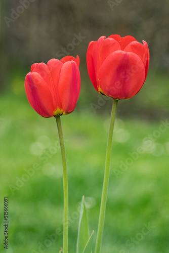 Two red tulip blossoms outside.