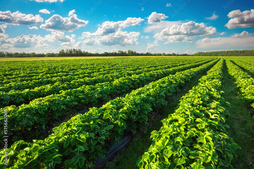 Strawberries plantation on a sunny day. Landscape with green strawberry field with blue cloudy sky