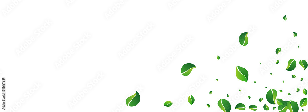 Lime Leaf Herbal Vector Panoramic White Lime Leaf Herbal Vector Panoramic White