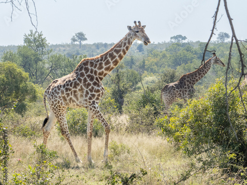 Giraffes in the Wild