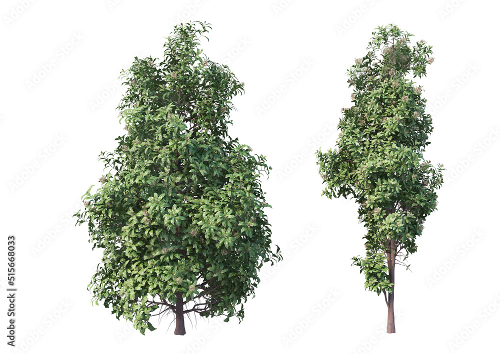 Obraz premium A flowering tree with a white background.