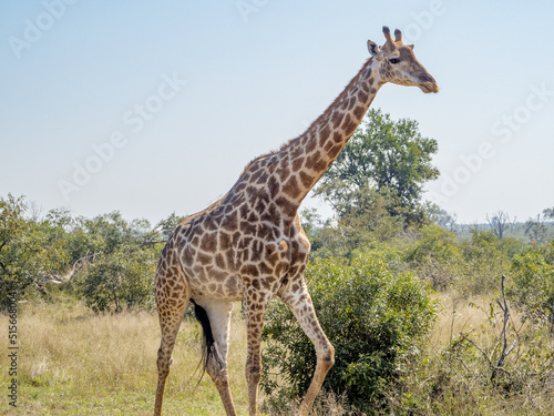Giraffe walking through the bush