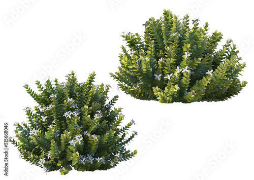 Shrubs and plants with a white background