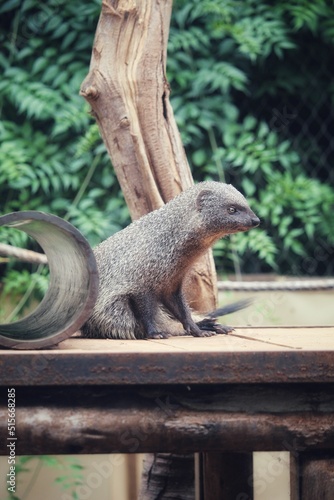 Vertical shot of an Egyptian mongoose (Herpestes ichneumon) on a metal surface at the zoo photo