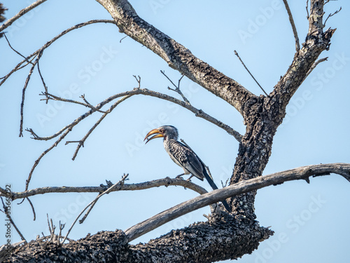 Southern Yellow-billed Hornbill Perched
