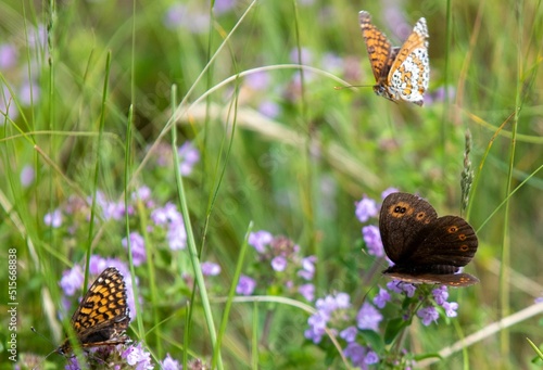 Closeup shot of different species of butterflies in a green field with flowers photo