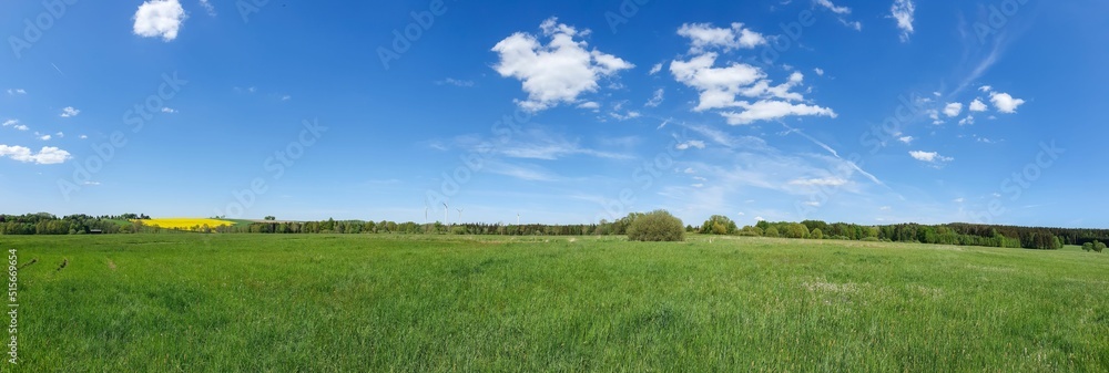 Panorama view of a beautiful forest on a sunny day