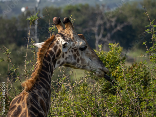 Canvas Print Giraffe Head eating
