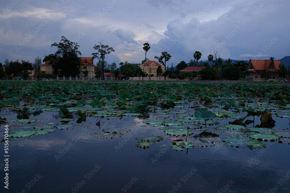 Lotus pond in a park in the heritage town of Kampot in Cambodia