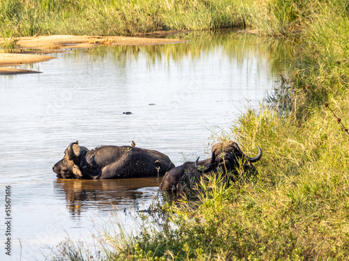 Buffalo Resting in the River