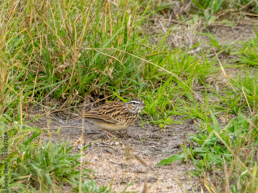 Sabota Lark Foraging in the Grass Sabota Lark Foraging in the Grass