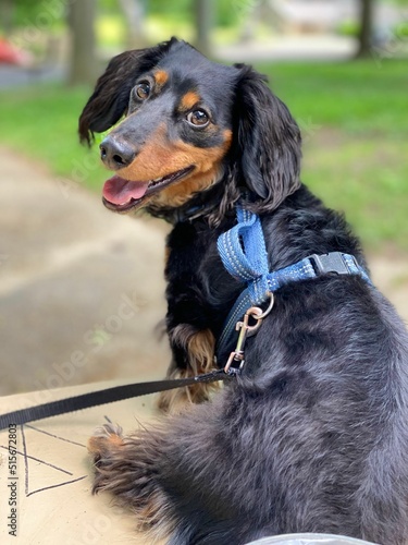 Vertical closeup of a cute black long-haired Dachshund looking at the camera.