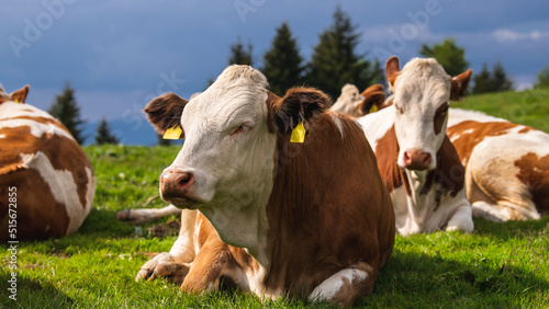 Junge Rinder sonnen sich in der Abendsonne