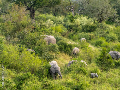 Herd of Elephants Grazing