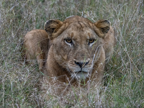 Lioness in the Grass