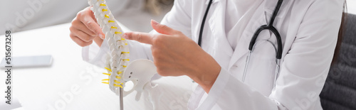 Cropped view of doctor pointing at spinal model in clinic, banner