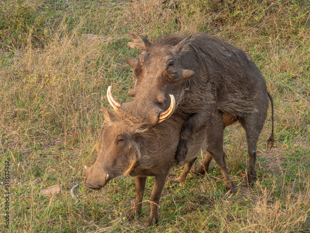 Worthogs Mating Worthogs Mating