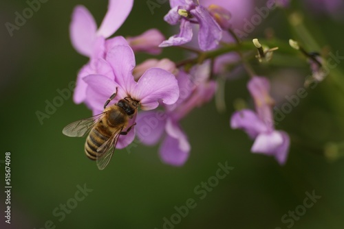 Close-up of a honey bee collecting on a damask  violet. photo