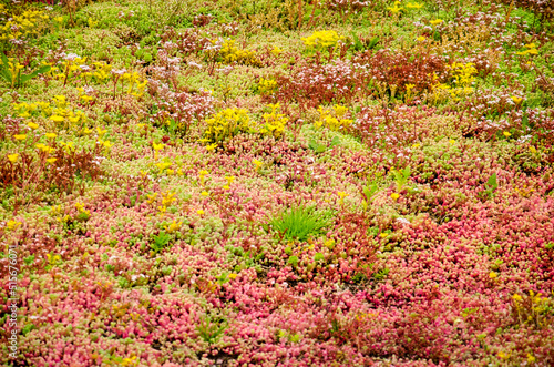 View across a vegetated roof with sedum in shades of green, yellow and red