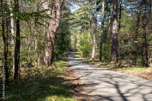 Bicycle path in the forest of National Park Zuid-Kennemerland photo