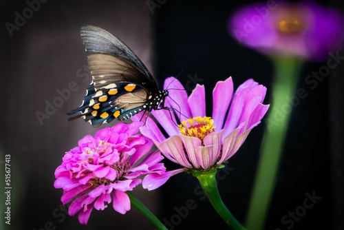 Selective focus shot of pipevine swallowtail (battus philenor) perched on pink zinnia photo