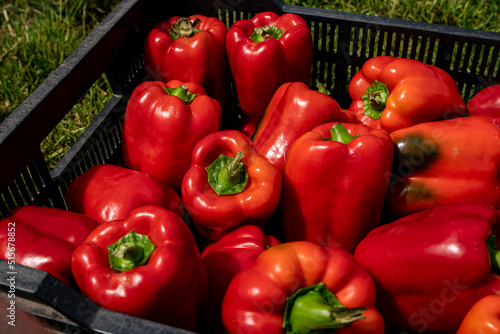 Piękne świeże papryki, Papryki przygotowane do sprzedaży, papryka, Beautiful fresh peppers, Peppers prepared for sale, peppers,