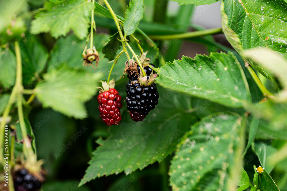 Jeżyny, dojrzewające jeżyny, krzewy jeżyn, leśne owoce, dojrzewające owoce, Blackberries, ripening blackberries, blackberry bushes, forest fruits, ripening fruits, Jeżyny, dojrzewające jeżyny, krzewy jeżyn, leśne owoce, dojrzewające owoce, Blackberries, ripening blackberries, blackberry bushes, forest fruits, ripening fruits,