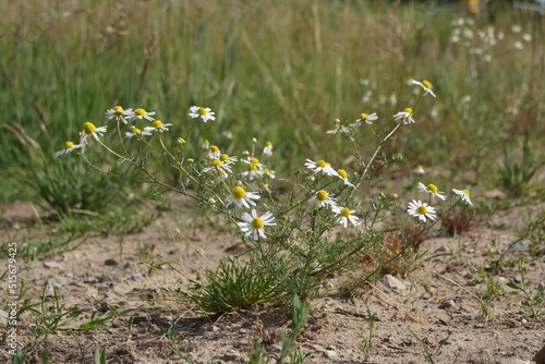 Tablou pe pânză A chamomile colonizes a fallow area as a pioneer.