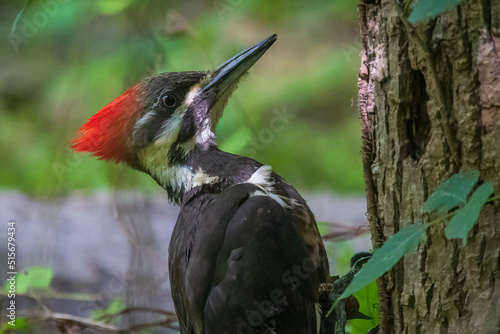 Pileated Woodpecker photo