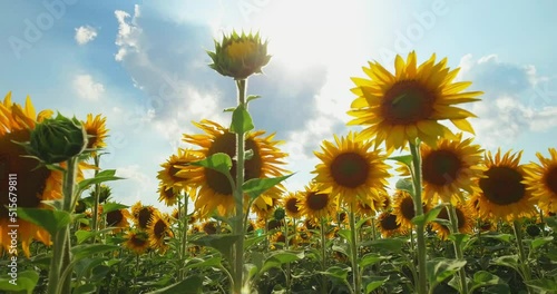 Farm field with sunflowers in the summer in the rays