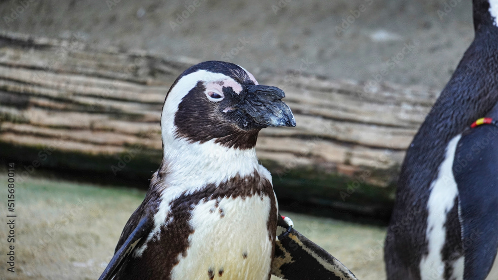 Naklejka premium Standing Spectacled penguin photographed laterally